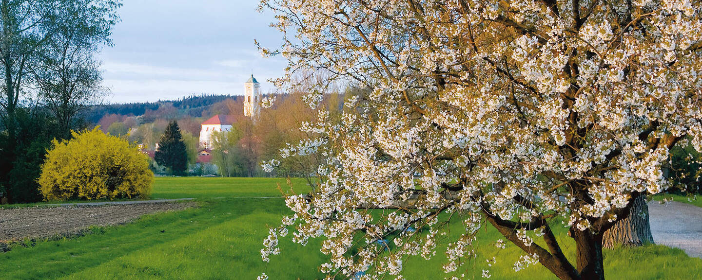 Auf dem Bild ist ein wundervoll blühender Baum zu sehen der an einem kleinen Bachlauf steht